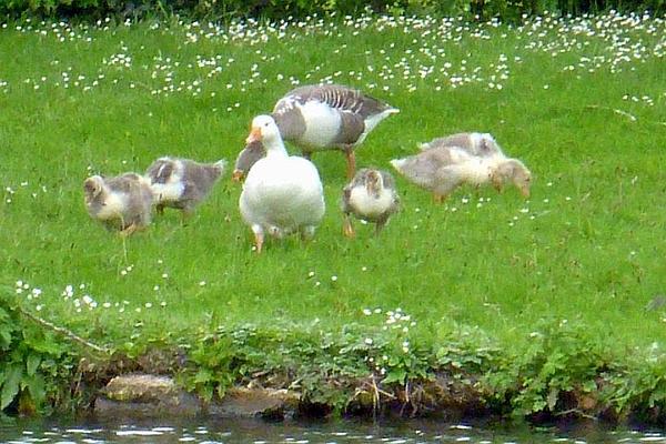Canada goslings.jpg